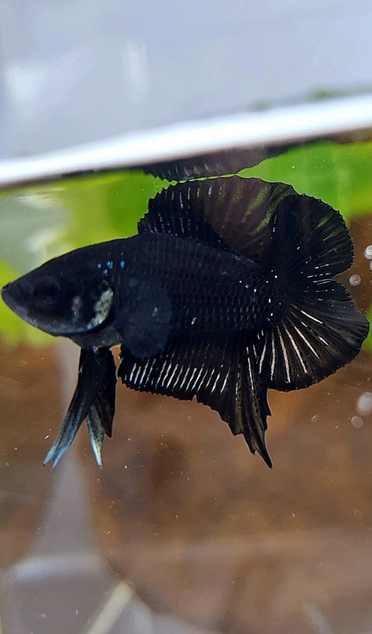 PLAKAT DOUBLE TAIL BLACK COPPER BATMAN BETTA FISH