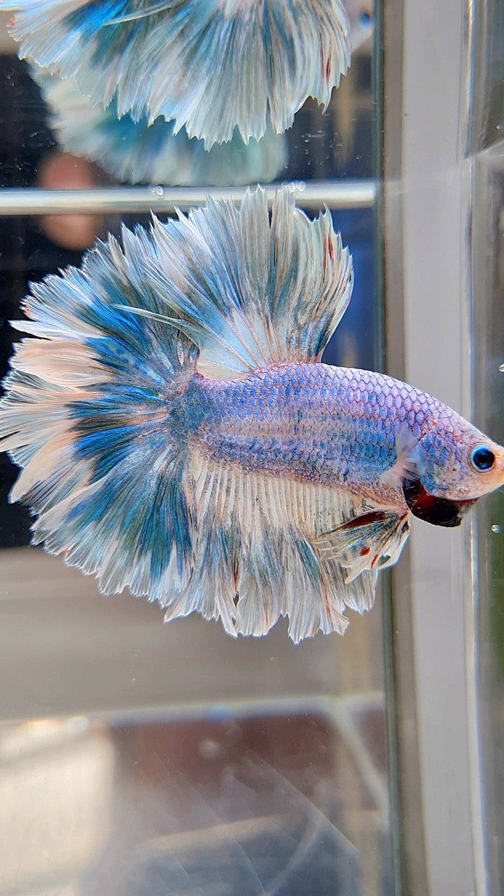 HALFMOON FEATHER TAIL BLUE SKY MARBLE PATTERN BETTA FISH