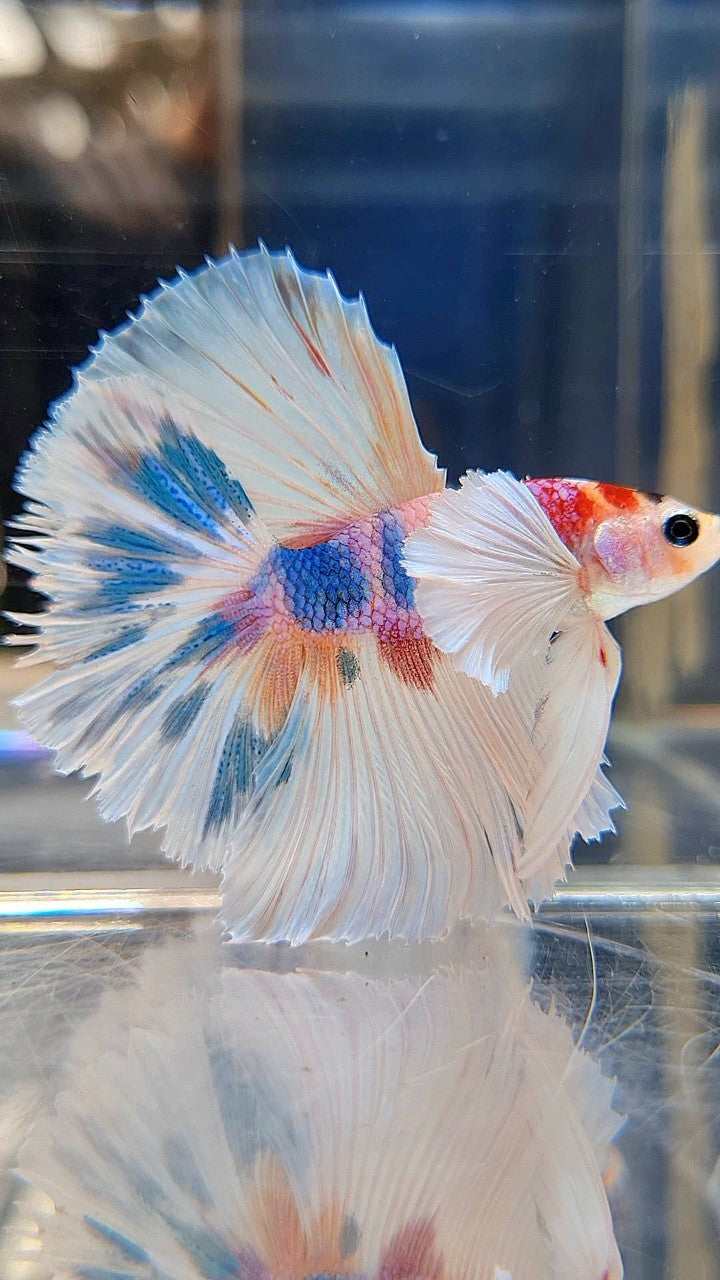 HALFMOON DUMBO EAR ROSETAIL CANDY MULTICOLOR BETTA FISH