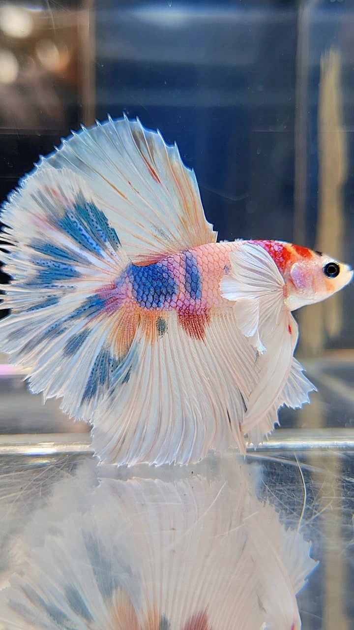 HALFMOON DUMBO EAR ROSETAIL CANDY MULTICOLOR BETTA FISH