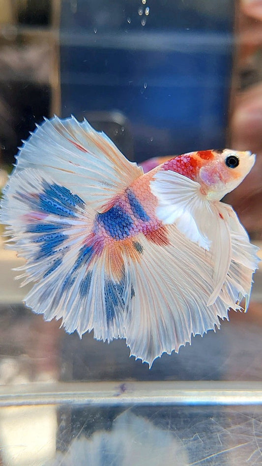 HALFMOON DUMBO EAR ROSETAIL CANDY MULTICOLOR BETTA FISH