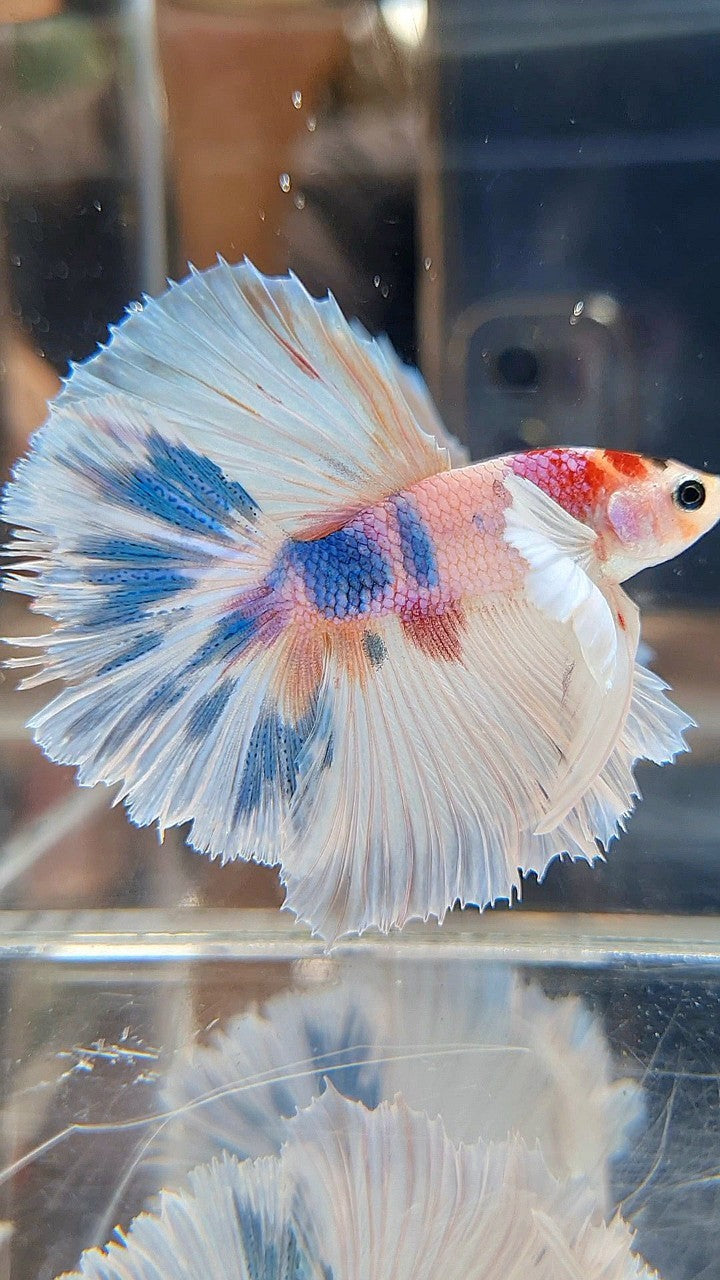 HALFMOON DUMBO EAR ROSETAIL CANDY MULTICOLOR BETTA FISH