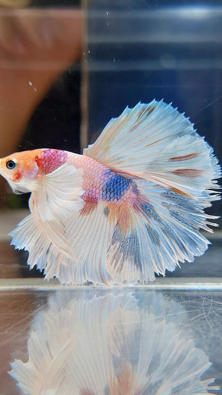 HALFMOON DUMBO EAR ROSETAIL CANDY MULTICOLOR BETTA FISH