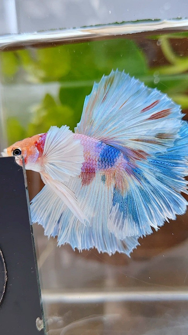 HALFMOON DUMBO EAR ROSETAIL CANDY MULTICOLOR BETTA FISH
