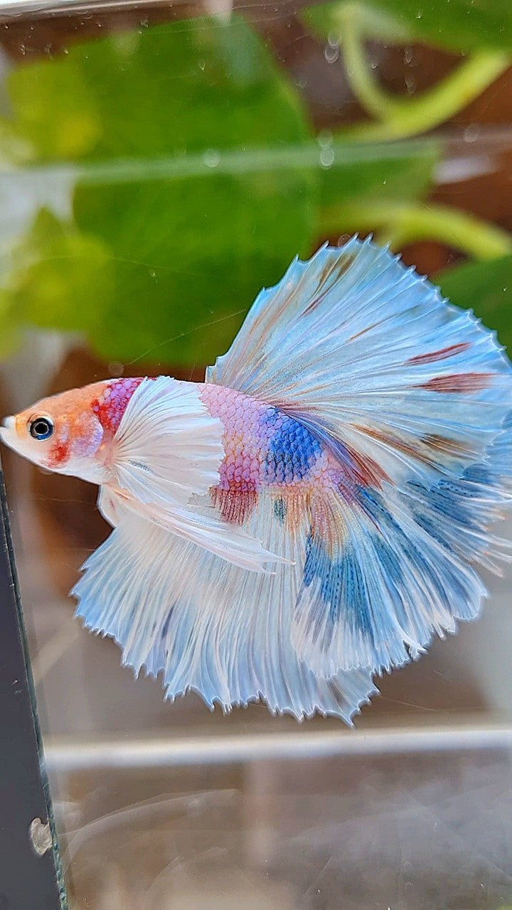 HALFMOON DUMBO EAR ROSETAIL CANDY MULTICOLOR BETTA FISH