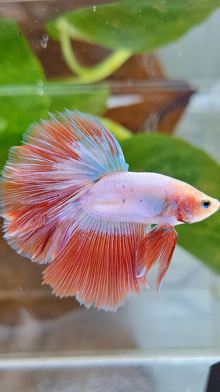 BONSAI HALFMOON ROSETAIL PINK RIM FLAMINGGO BETTA FISH