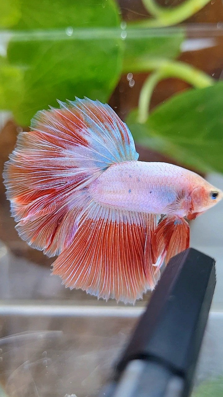BONSAI HALFMOON ROSETAIL PINK RIM FLAMINGGO BETTA FISH