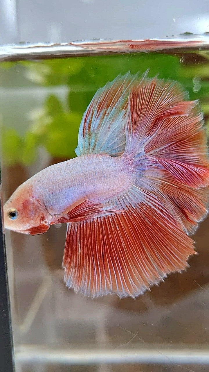 BONSAI HALFMOON ROSETAIL PINK RIM FLAMINGGO BETTA FISH