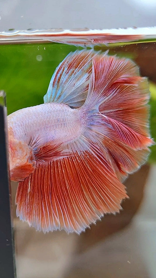 BONSAI HALFMOON ROSETAIL PINK RIM FLAMINGGO BETTA FISH