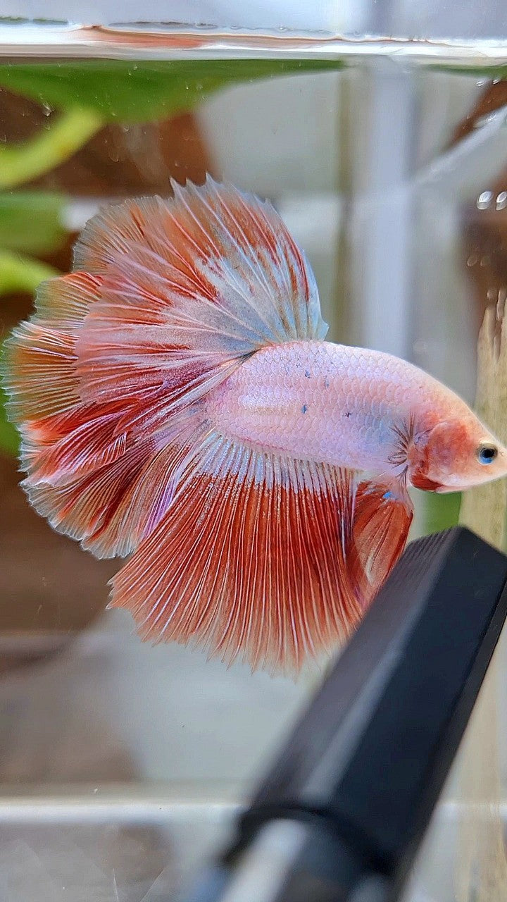 BONSAI HALFMOON ROSETAIL PINK RIM FLAMINGGO BETTA FISH