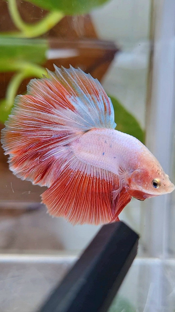 BONSAI HALFMOON ROSETAIL PINK RIM FLAMINGGO BETTA FISH
