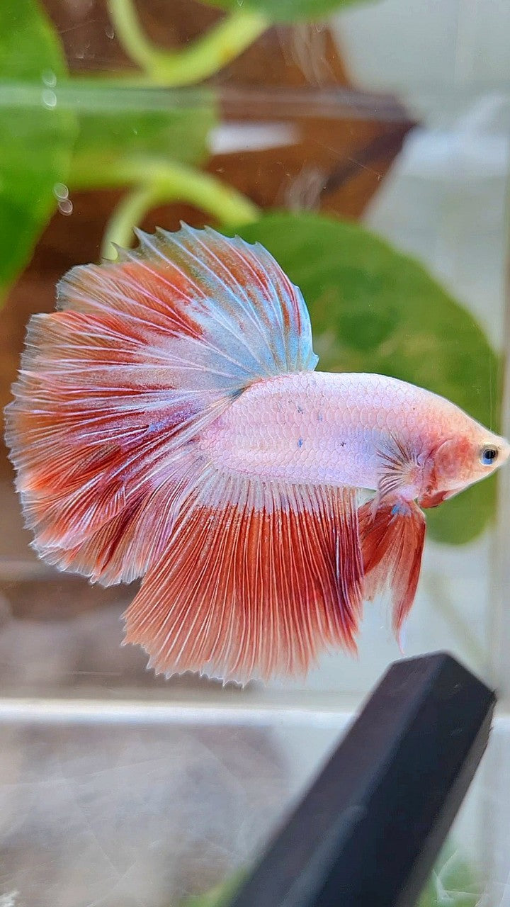 BONSAI HALFMOON ROSETAIL PINK RIM FLAMINGGO BETTA FISH