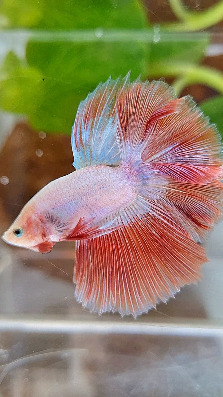 BONSAI HALFMOON ROSETAIL PINK RIM FLAMINGGO BETTA FISH