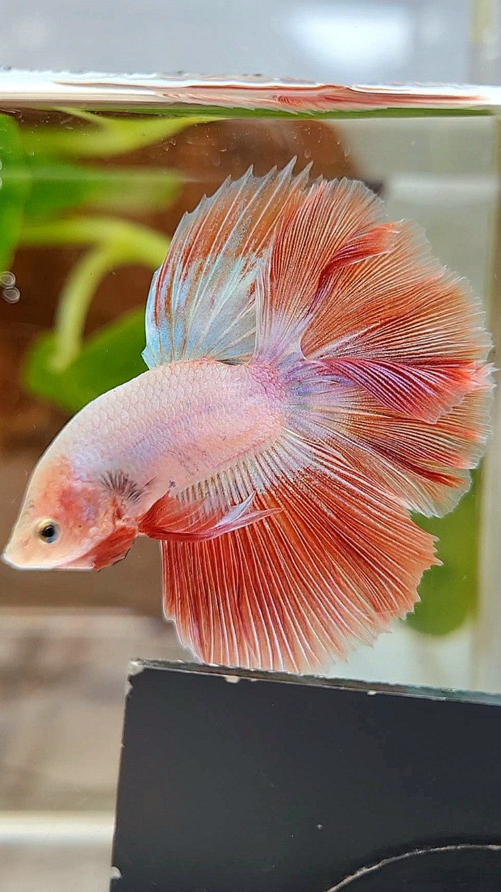 BONSAI HALFMOON ROSETAIL PINK RIM FLAMINGGO BETTA FISH