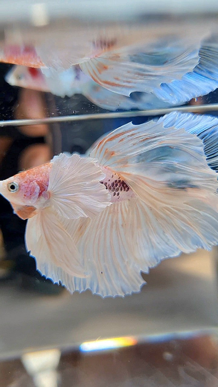 HALFMOON SUPER DUMBO EAR ROSETAIL WHITE COLOR WASH BETTA FISH