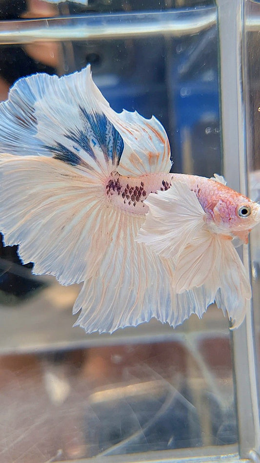 HALFMOON SUPER DUMBO EAR ROSETAIL WHITE COLOR WASH BETTA FISH