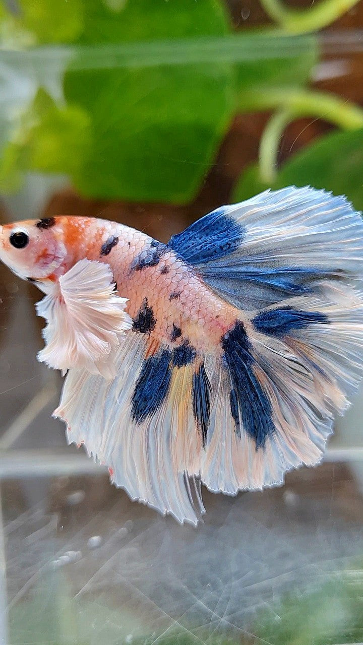 HALFMOON DUMBO EAR ROSETAIL BLUE DOTS MULTICOLOR BETTA FISH
