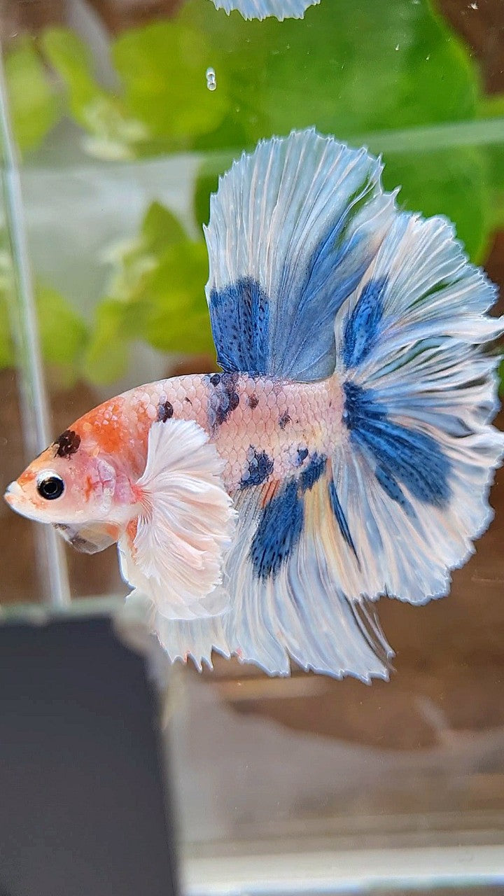 HALFMOON DUMBO EAR ROSETAIL BLUE DOTS MULTICOLOR BETTA FISH
