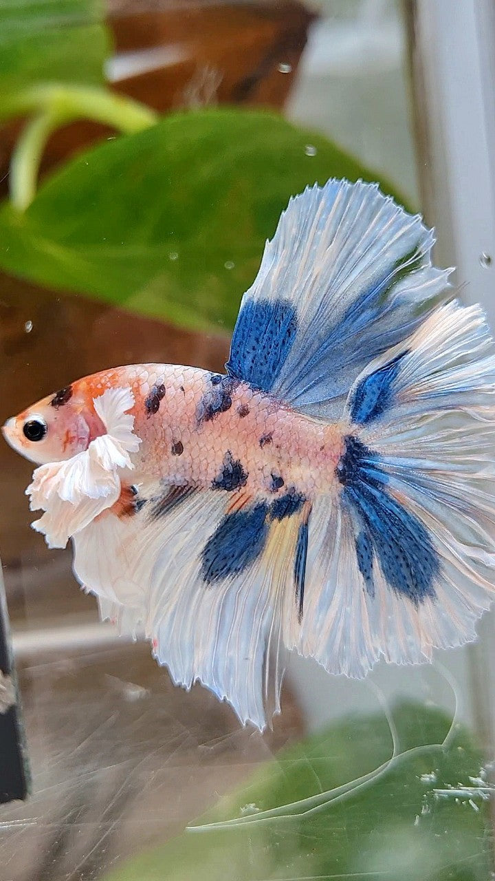 HALFMOON DUMBO EAR ROSETAIL BLUE DOTS MULTICOLOR BETTA FISH