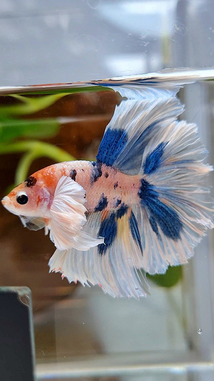 HALFMOON DUMBO EAR ROSETAIL BLUE DOTS MULTICOLOR BETTA FISH