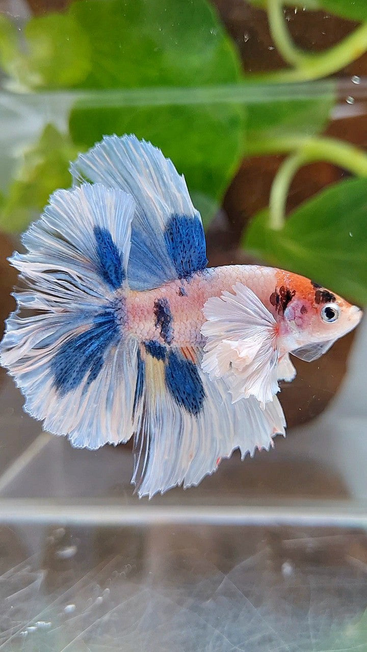 HALFMOON DUMBO EAR ROSETAIL BLUE DOTS MULTICOLOR BETTA FISH