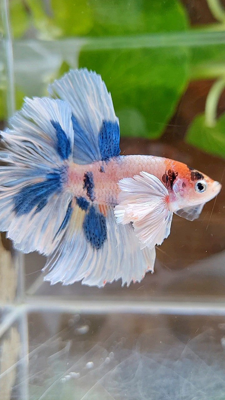 HALFMOON DUMBO EAR ROSETAIL BLUE DOTS MULTICOLOR BETTA FISH