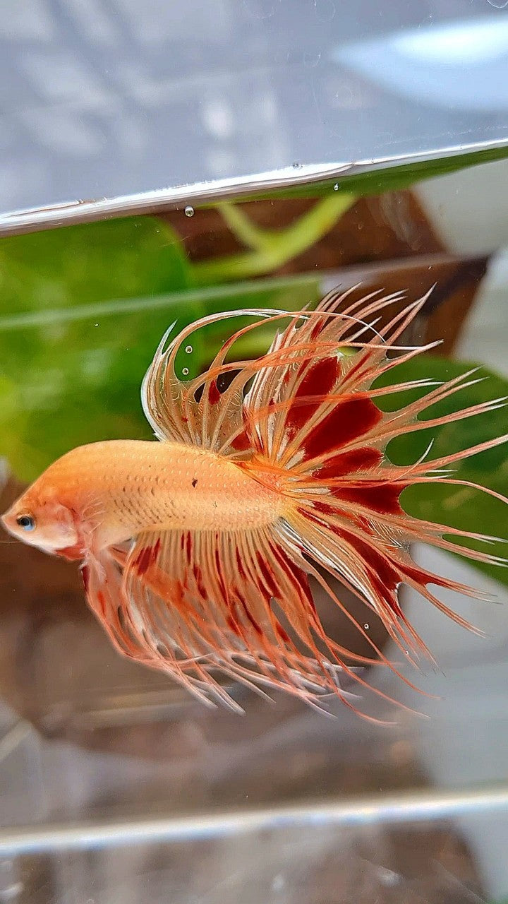 CROWNTAIL ARMAGEDDON BETTA FISH