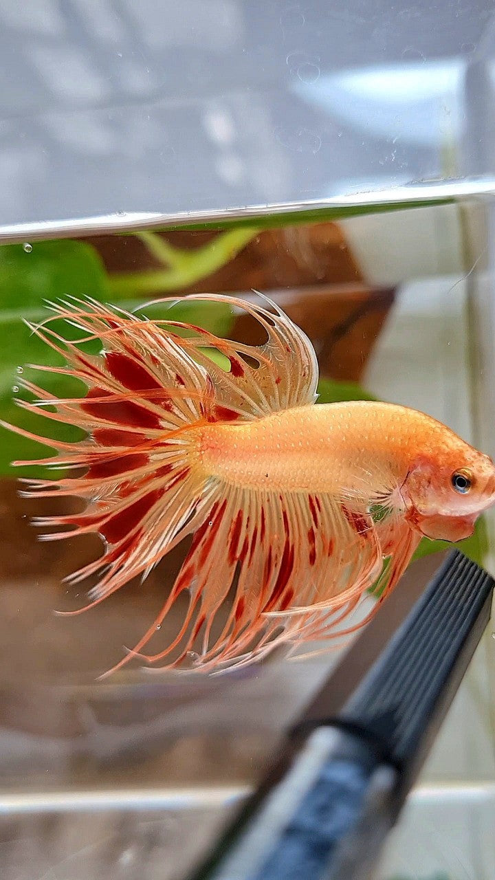 CROWNTAIL ARMAGEDDON BETTA FISH