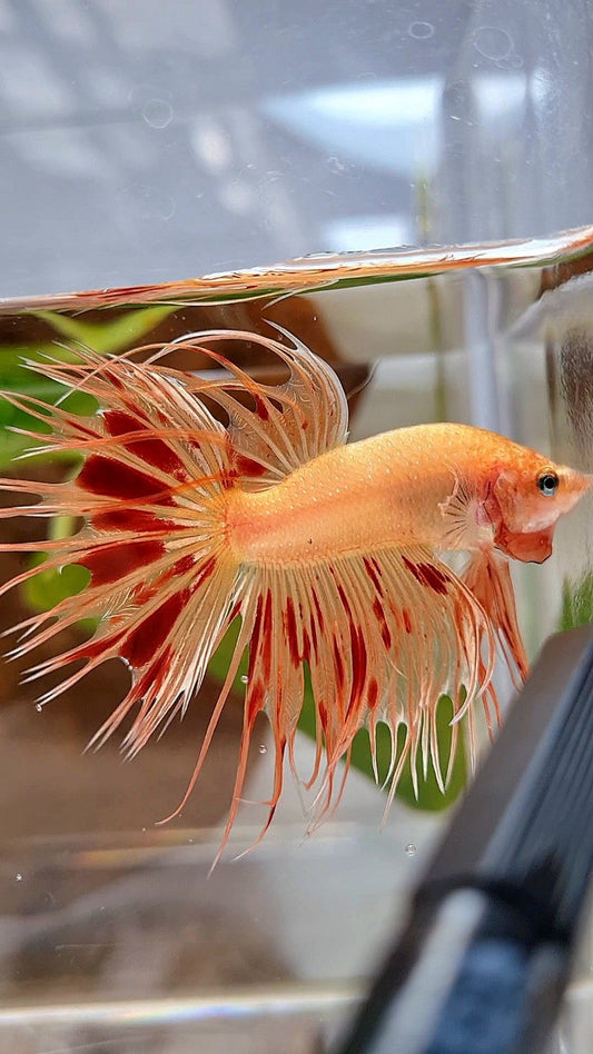 CROWNTAIL ARMAGEDDON BETTA FISH