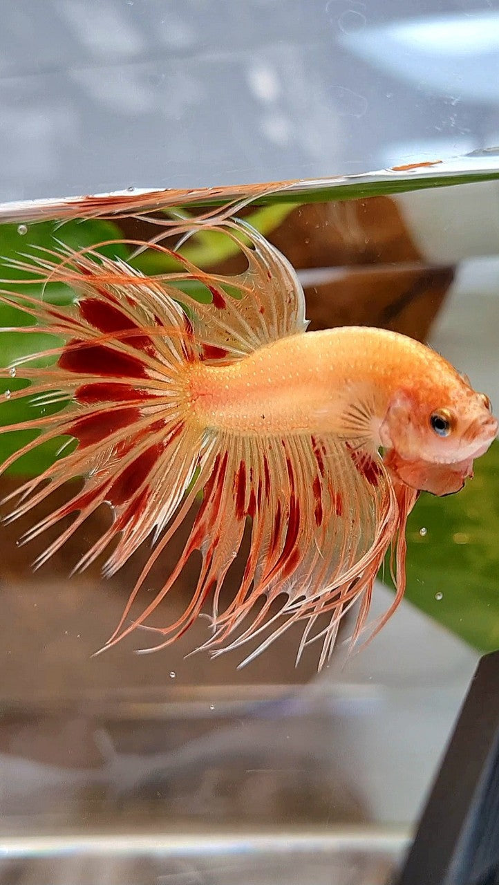 CROWNTAIL ARMAGEDDON BETTA FISH