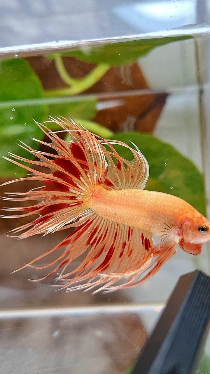 CROWNTAIL ARMAGEDDON BETTA FISH