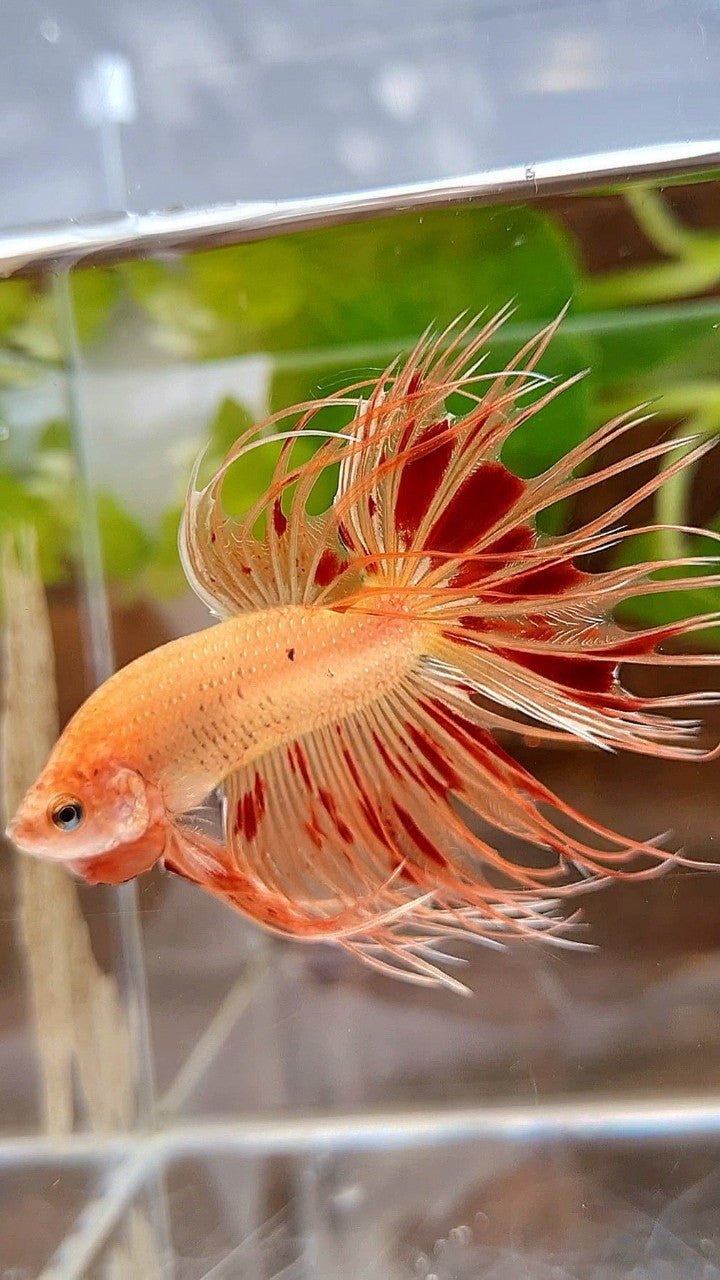 CROWNTAIL ARMAGEDDON BETTA FISH