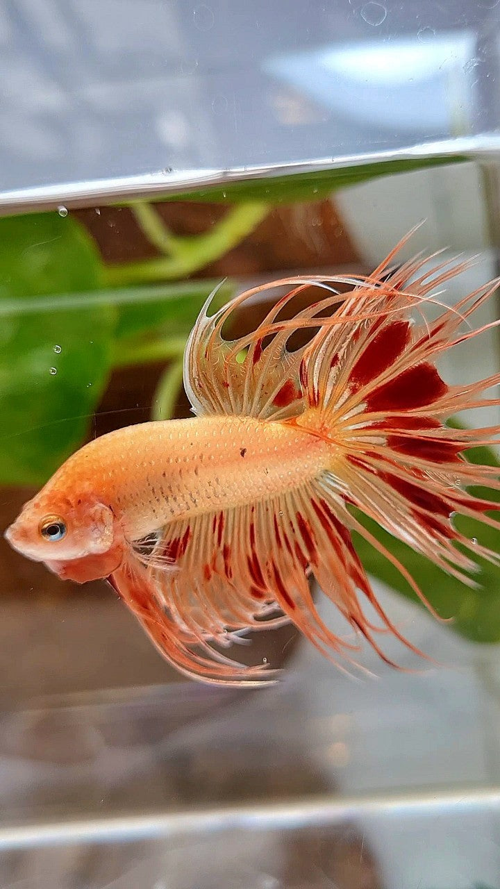 CROWNTAIL ARMAGEDDON BETTA FISH