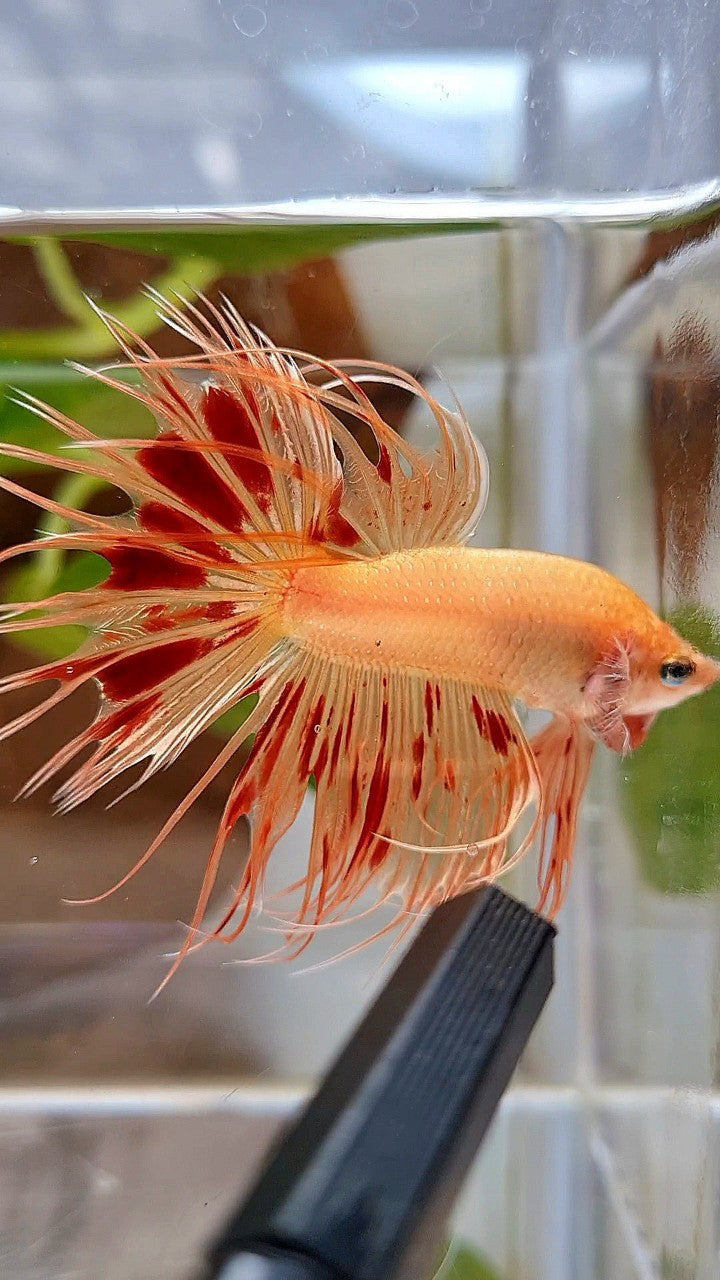 CROWNTAIL ARMAGEDDON BETTA FISH