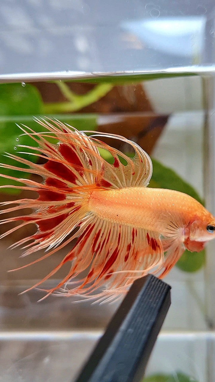 CROWNTAIL ARMAGEDDON BETTA FISH