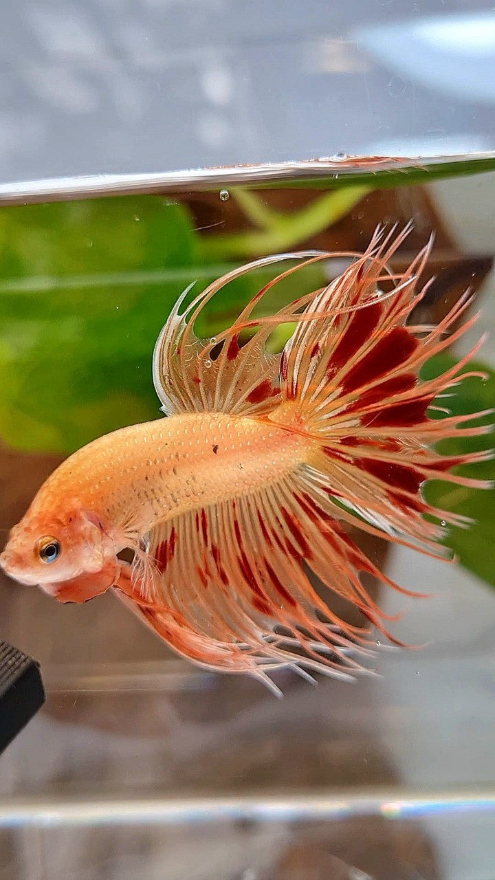 CROWNTAIL ARMAGEDDON BETTA FISH