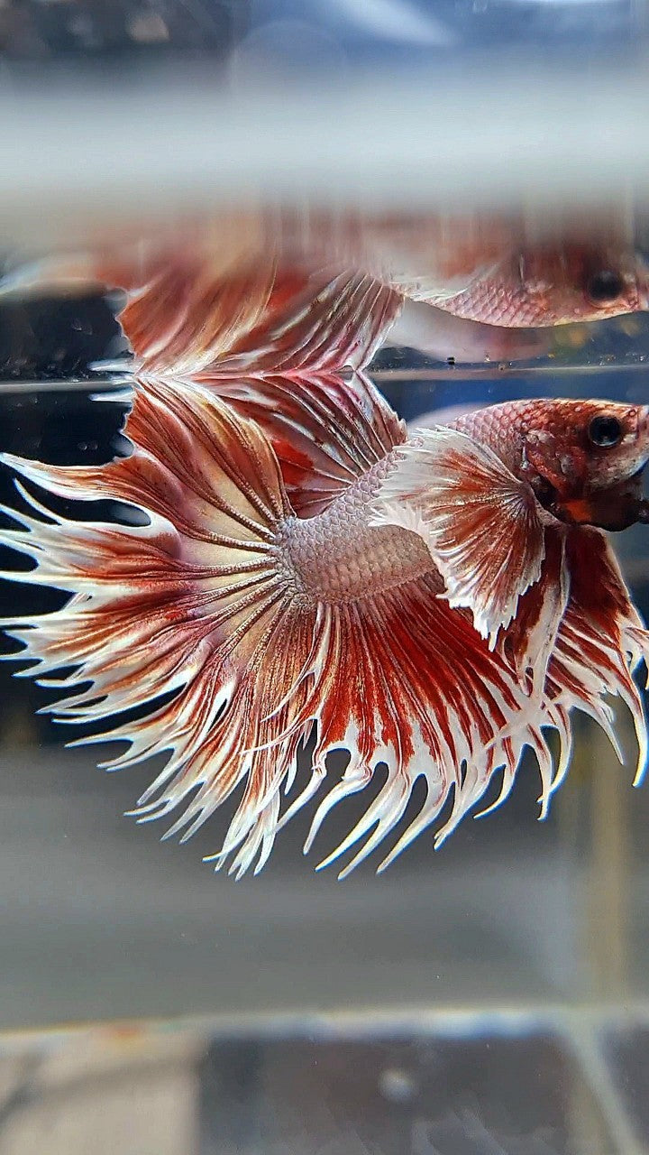 CROWNTAIL DUMBO EAR ROSEGOLD BETTA FISH