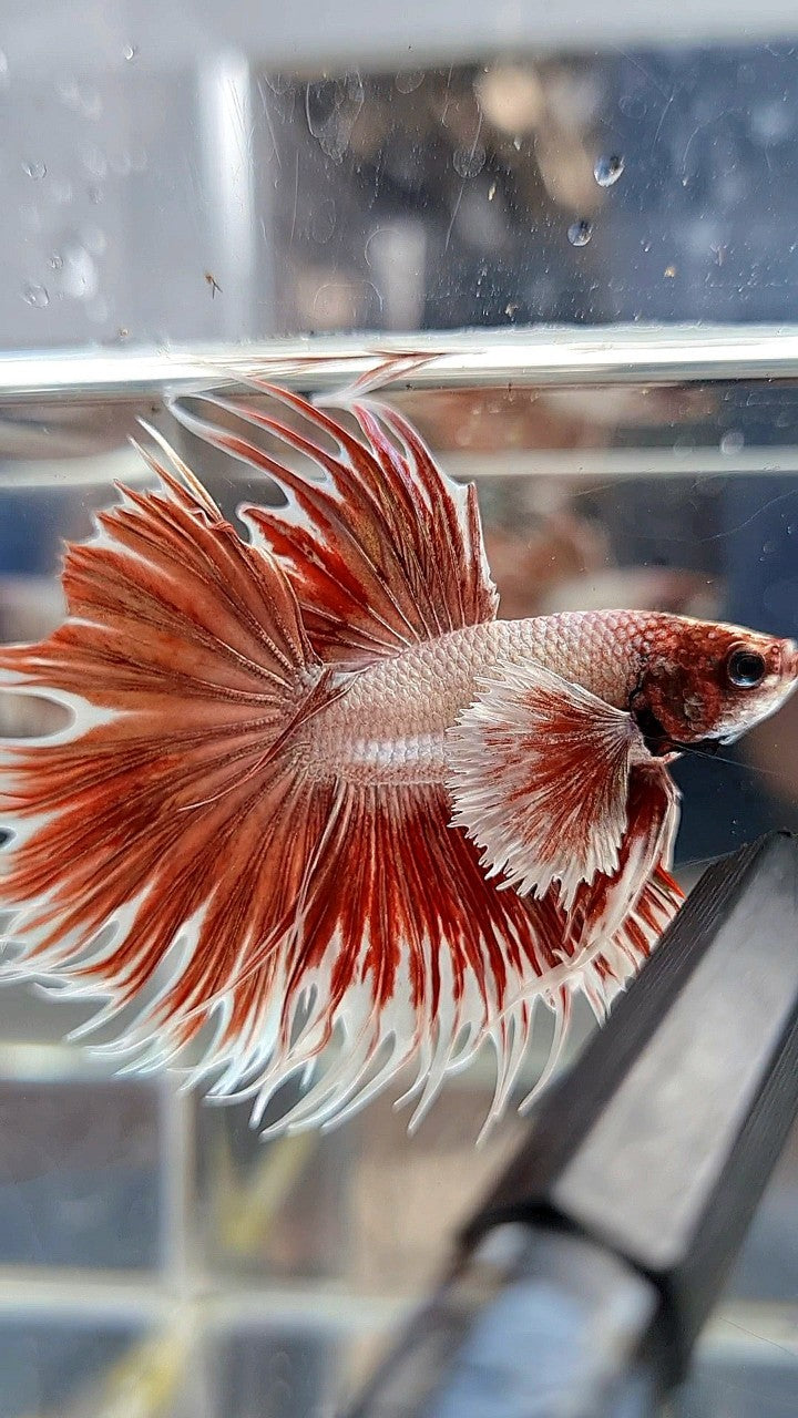 CROWNTAIL DUMBO EAR ROSEGOLD BETTA FISH