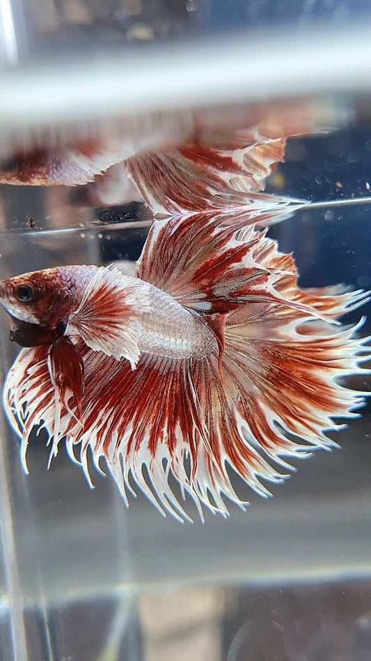 CROWNTAIL DUMBO EAR ROSEGOLD BETTA FISH