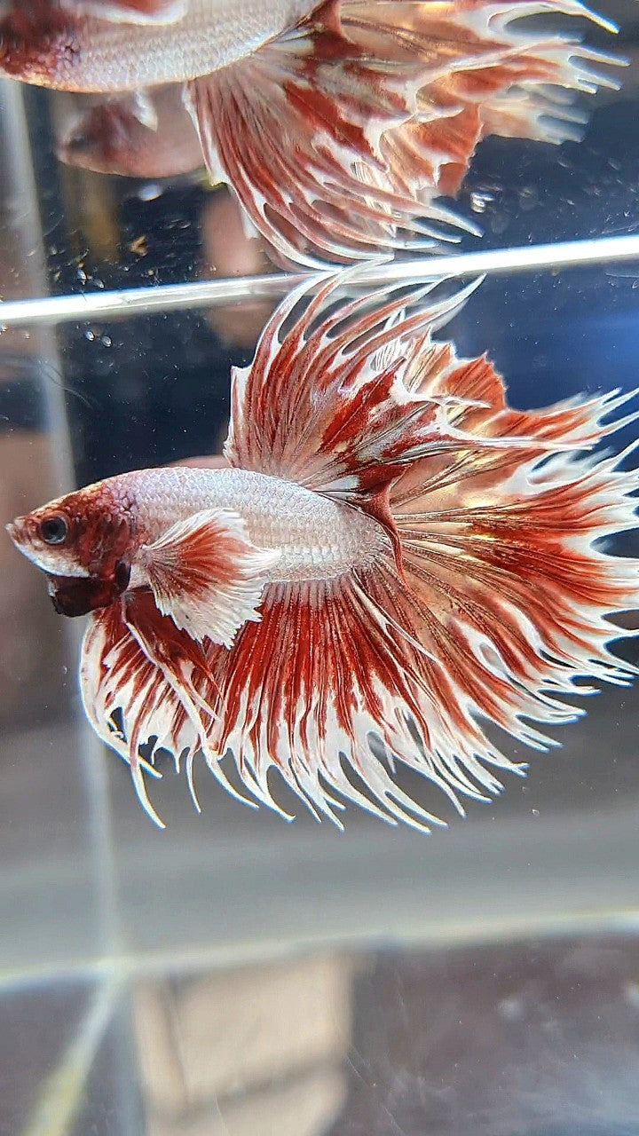 CROWNTAIL DUMBO EAR ROSEGOLD BETTA FISH