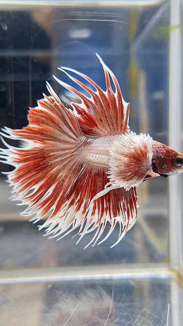 CROWNTAIL DUMBO EAR ROSEGOLD BETTA FISH