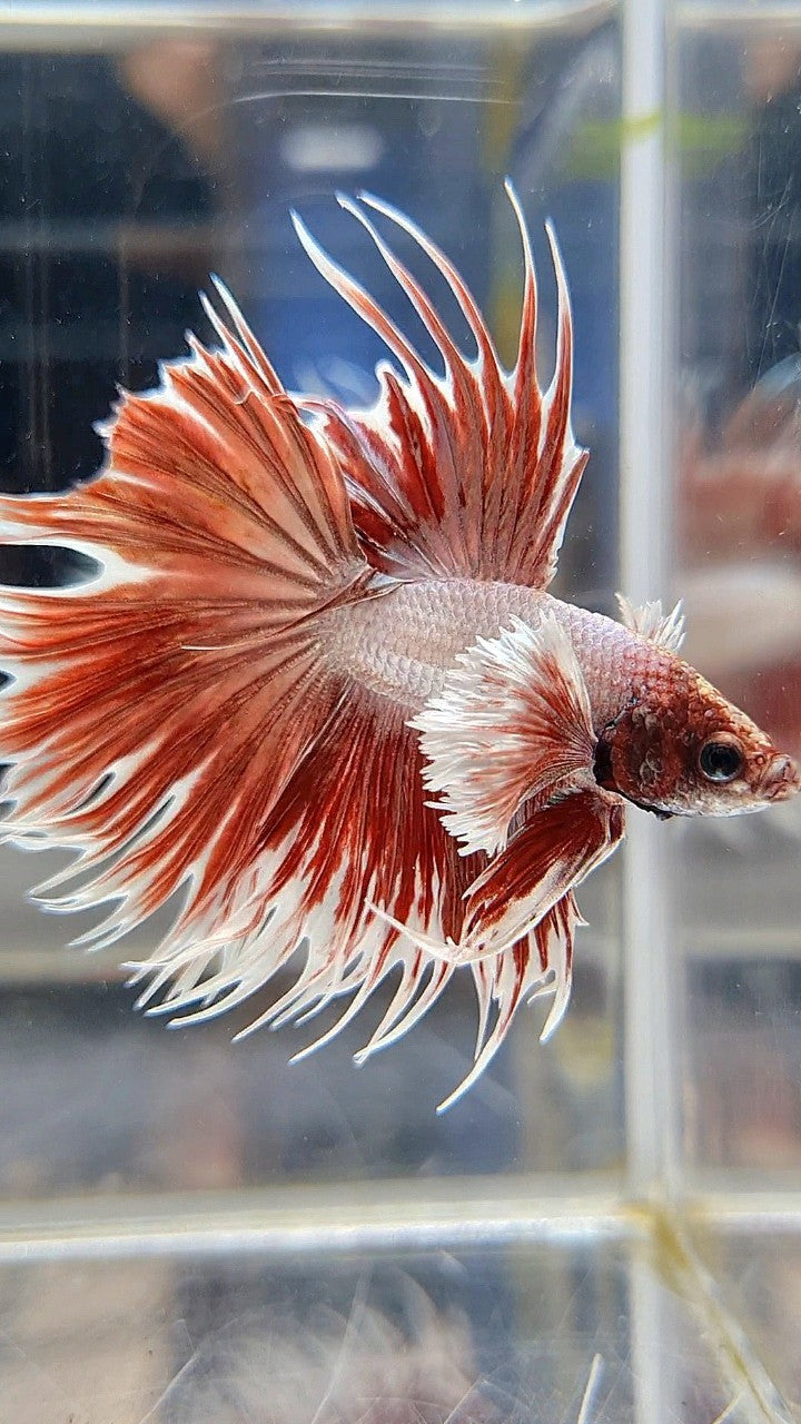 CROWNTAIL DUMBO EAR ROSEGOLD BETTA FISH