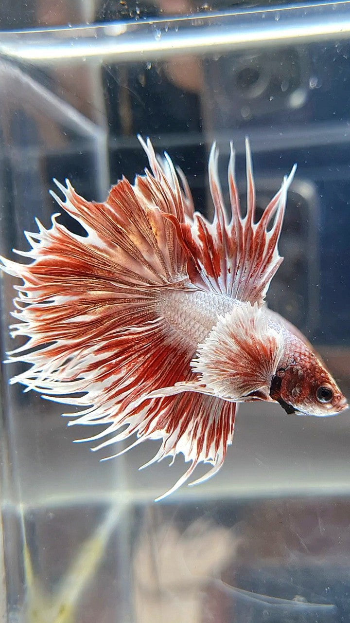 CROWNTAIL DUMBO EAR ROSEGOLD BETTA FISH