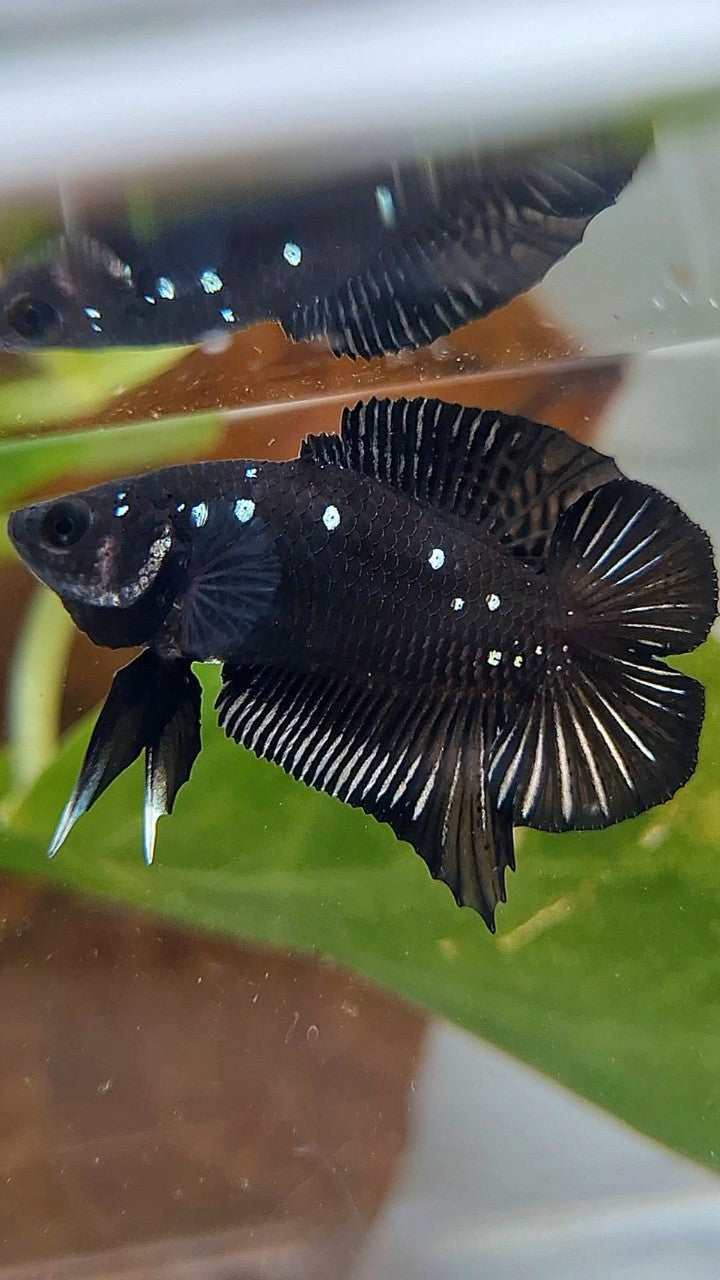 BATMAN PLAKAT DOUBLE TAIL BLACK COPPER GALAXY BETTA FISH