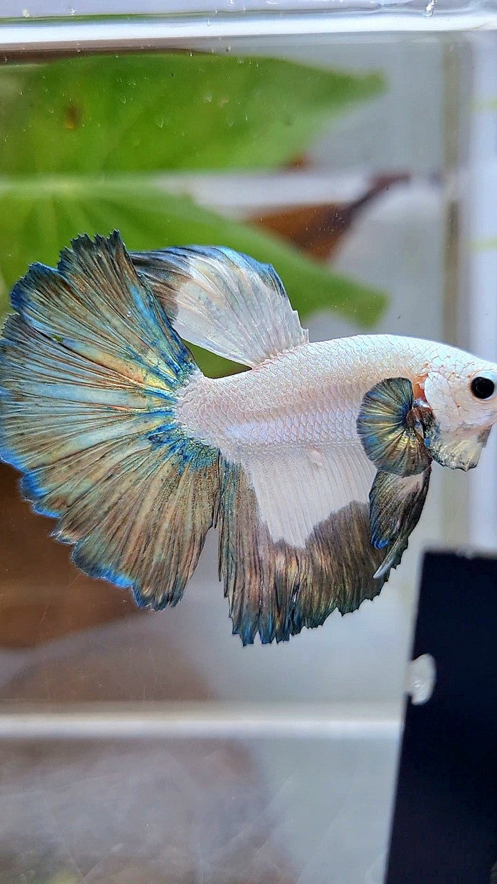 HALFMOON COPPER RIM PATTERN BETTA FISH