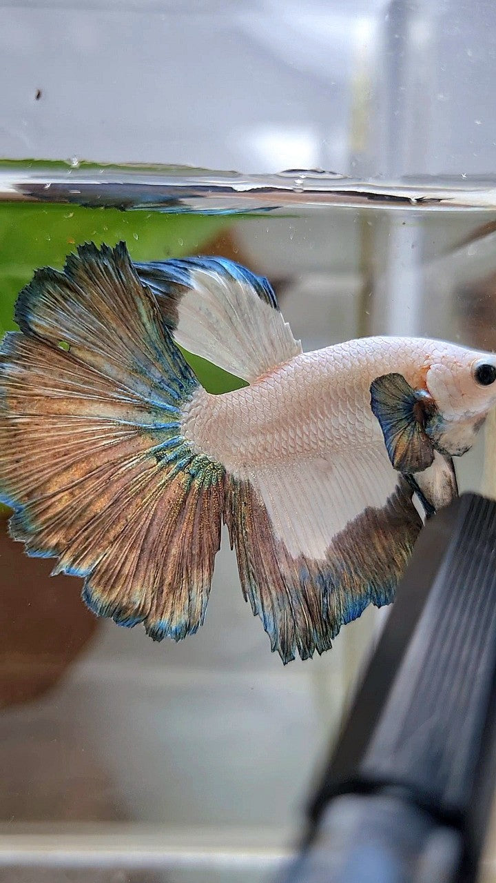 HALFMOON COPPER RIM PATTERN BETTA FISH