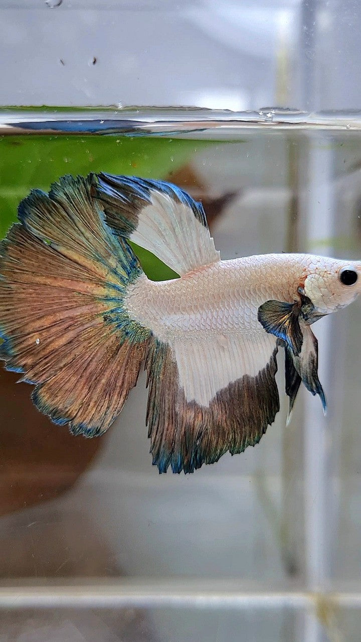 HALFMOON COPPER RIM PATTERN BETTA FISH