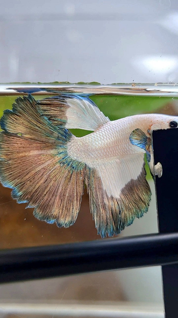 HALFMOON COPPER RIM PATTERN BETTA FISH