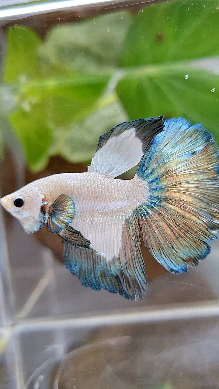 HALFMOON COPPER RIM PATTERN BETTA FISH