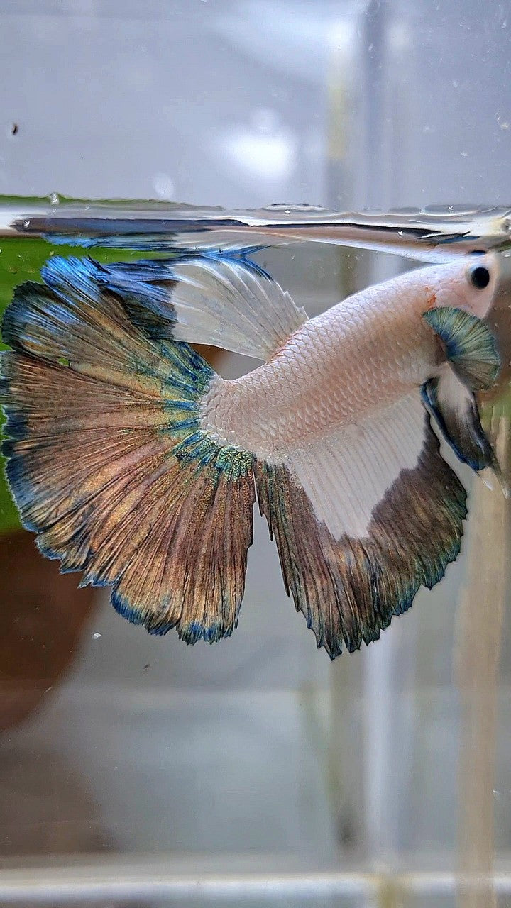 HALFMOON COPPER RIM PATTERN BETTA FISH